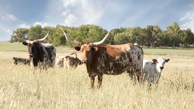 Texas Senate Passes Legislation Banning ‘Hostile Foreign Nations’ From Buying Farmland